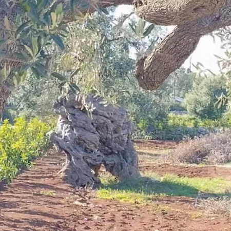 Oasi Nel Bianco Villa Ostuni